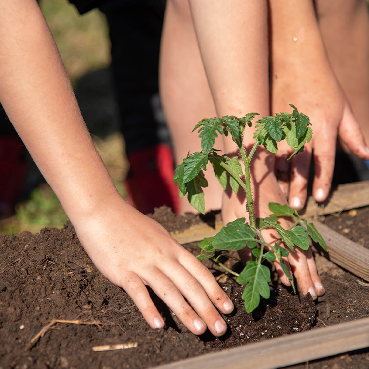 How To Grow Your Own Salsa Garden